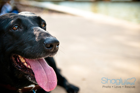 The Therapy Dogs-157