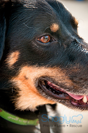 The Therapy Dogs-142