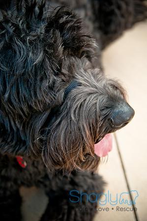 The Therapy Dogs-101