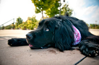 The Therapy Dogs-11