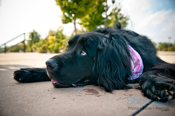 The Therapy Dogs-11