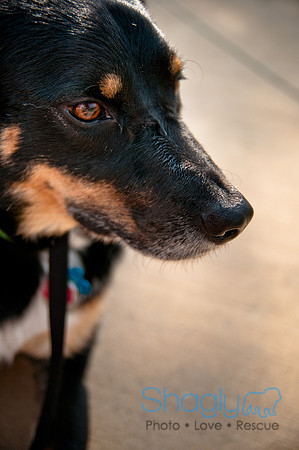 The Therapy Dogs-138