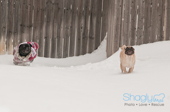 Snow Day 2011