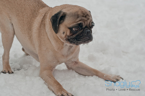 Snow Day 2011