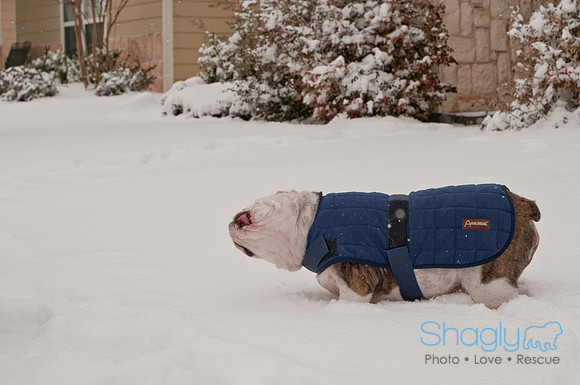 Snow Day 2011