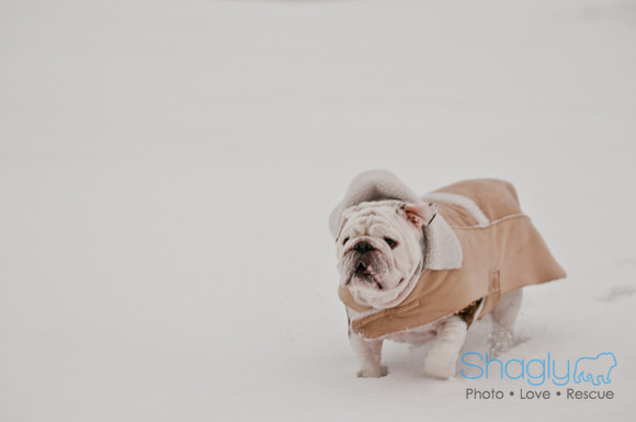Snow Day 2011-8
