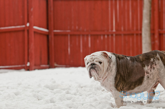Snow Day 2011-5