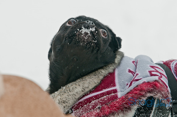 Snow Day 2011