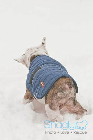 Snow Day 2011