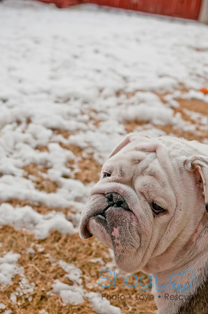 Snow Day 2011