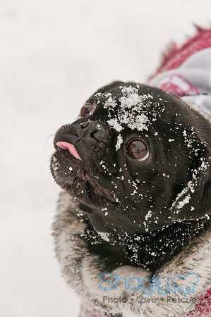 Snow Day 2011
