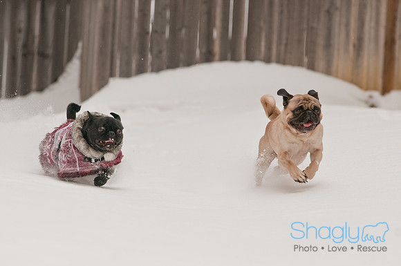 Snow Day 2011