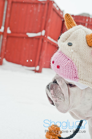 Snow Day 2011