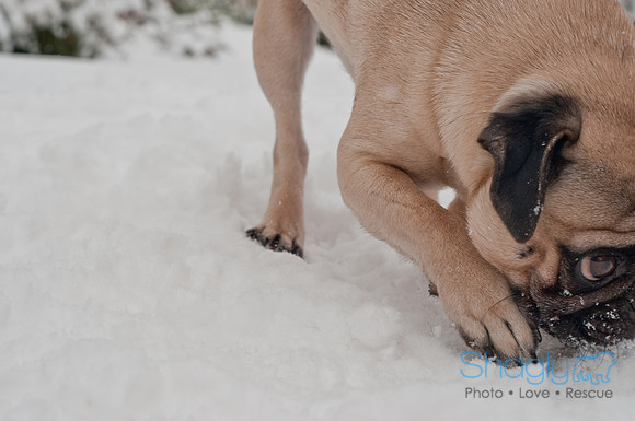 Snow Day 2011