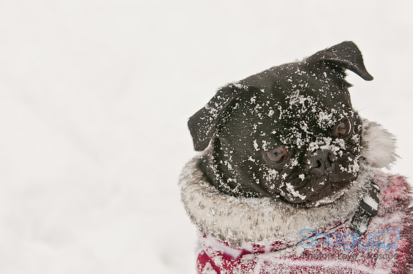 Snow Day 2011