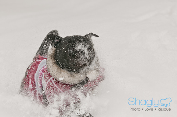 Snow Day 2011