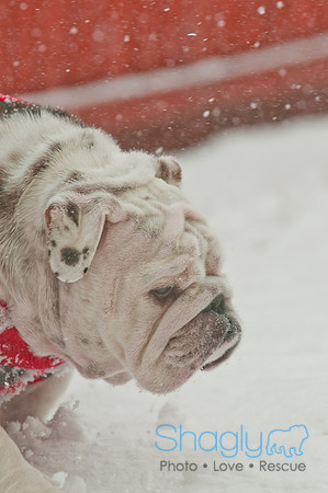 Snow Day 2011-4