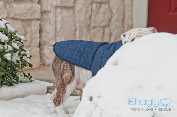 Snow Day 2011