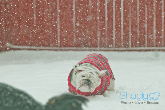 Snow Day 2011