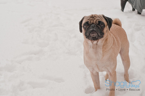 Snow Day 2011