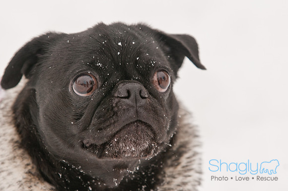 Snow Day 2011
