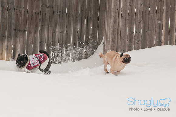 Snow Day 2011