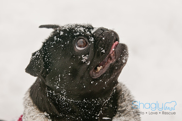Snow Day 2011