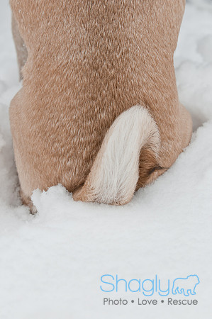 Snow Day 2011