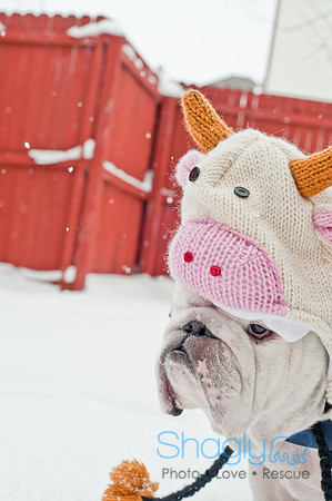 Snow Day 2011