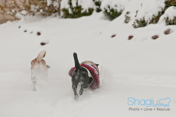 Snow Day 2011