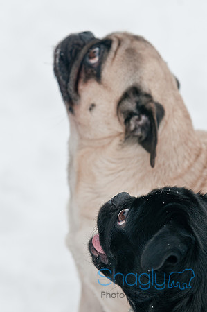 Snow Day 2011