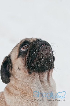 Snow Day 2011