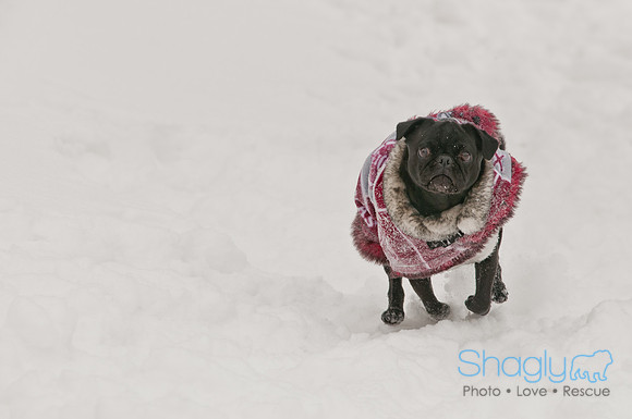 Snow Day 2011