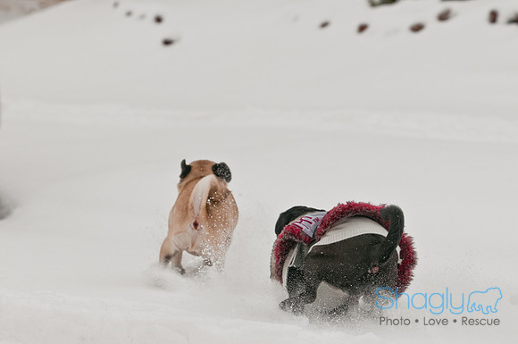 Snow Day 2011