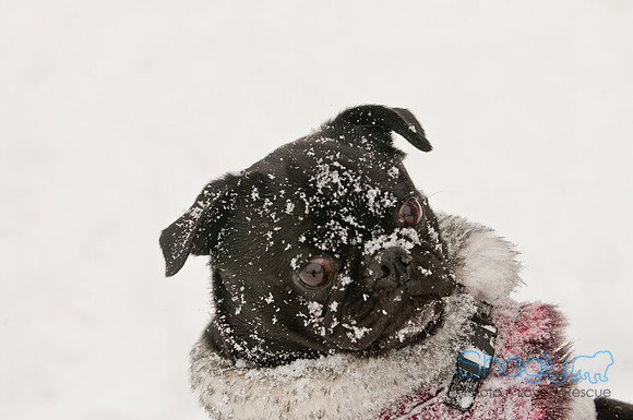 Snow Day 2011