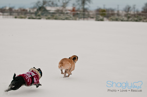 Snow Day 2011-5