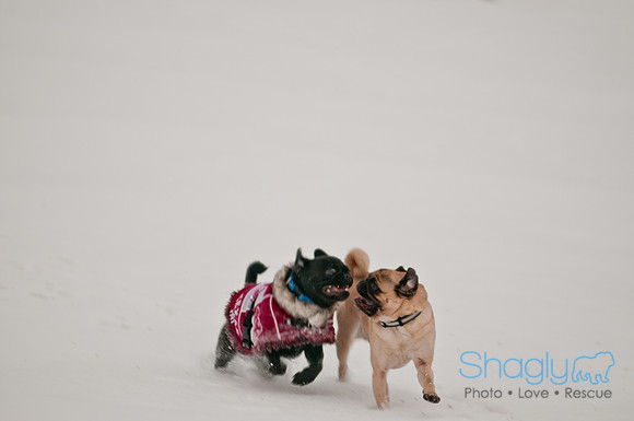 Snow Day 2011-6