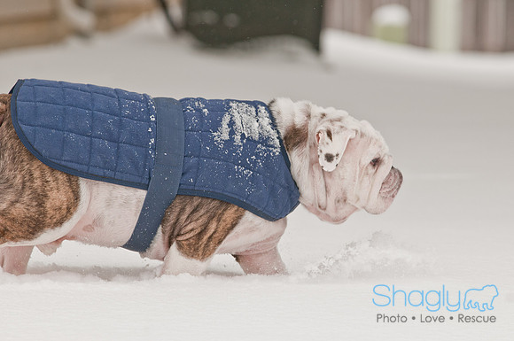 Snow Day 2011