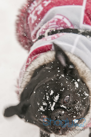 Snow Day 2011