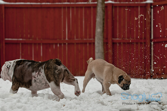 Snow Day 2011-3