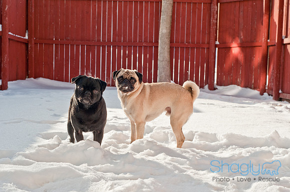 Snow Day 2011