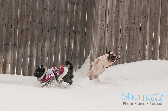 Snow Day 2011