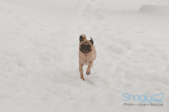 Snow Day 2011