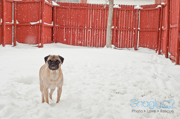 Snow Day 2011