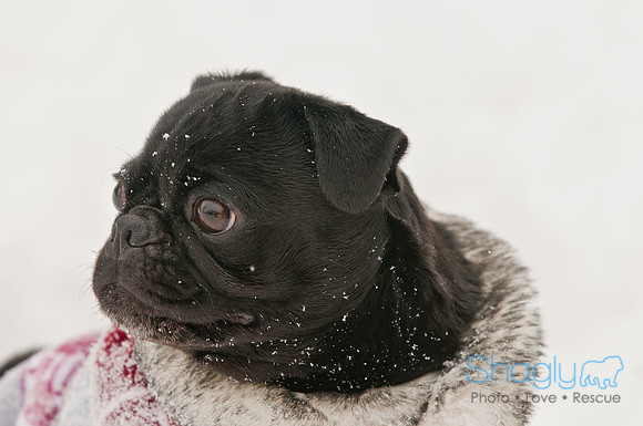 Snow Day 2011