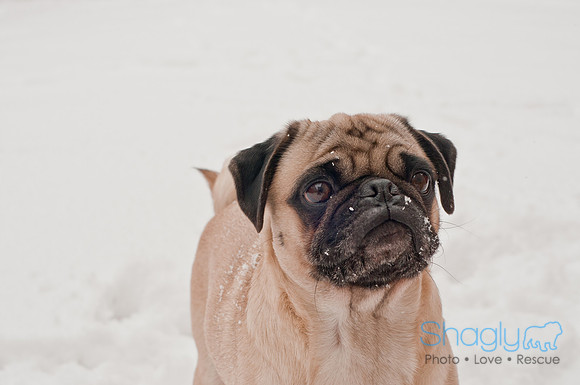 Snow Day 2011