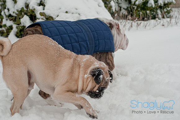 Snow Day 2011