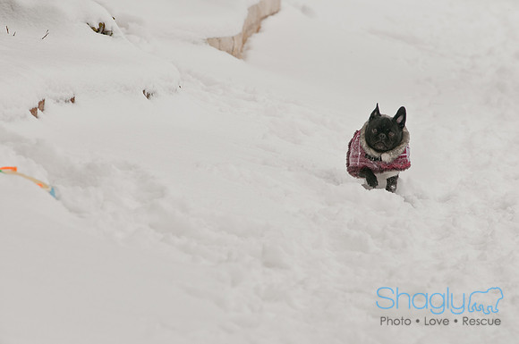 Snow Day 2011