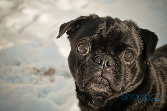 Snow Day 2011