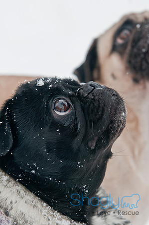 Snow Day 2011